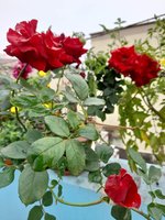 20220123_110552.jpg