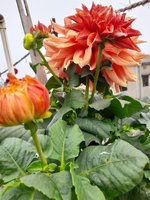20220123_110736.jpg