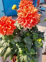 20220127_144650.jpg