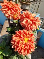 20220130_113331.jpg