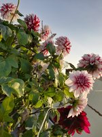 20220223_072946.jpg