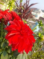 20230121_153906.jpg