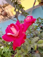 20230127_162154.jpg