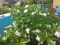 IMG_20210906_070638.jpg