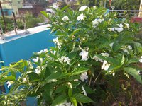 IMG_20210906_070723.jpg