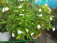 IMG_20210906_070747.jpg
