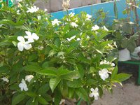 IMG_20210906_070759.jpg