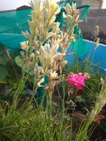 IMG_20210906_070813.jpg