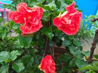 IMG_20211002_065227.jpg