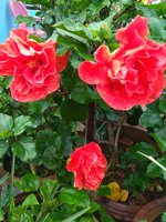 IMG_20211002_065357.jpg