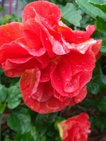 IMG_20211002_065415.jpg