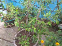 IMG_20211021_072300.jpg